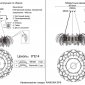 Подвесная люстра Crystal Lux RAMONA SP8